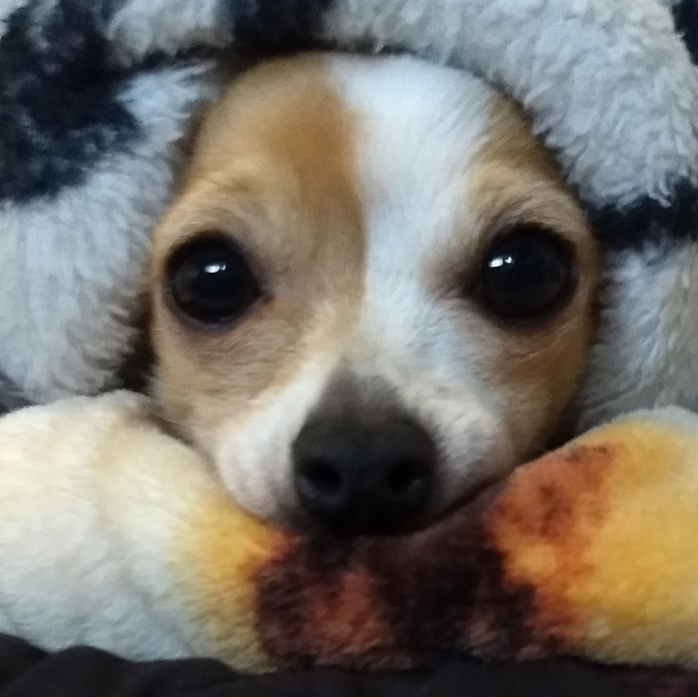 Meet your Posher, Madeyson